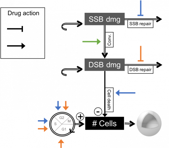 drug-action